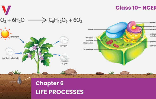Chapter 6 Life Process - Class 10 NCERT-Vikrant Academy