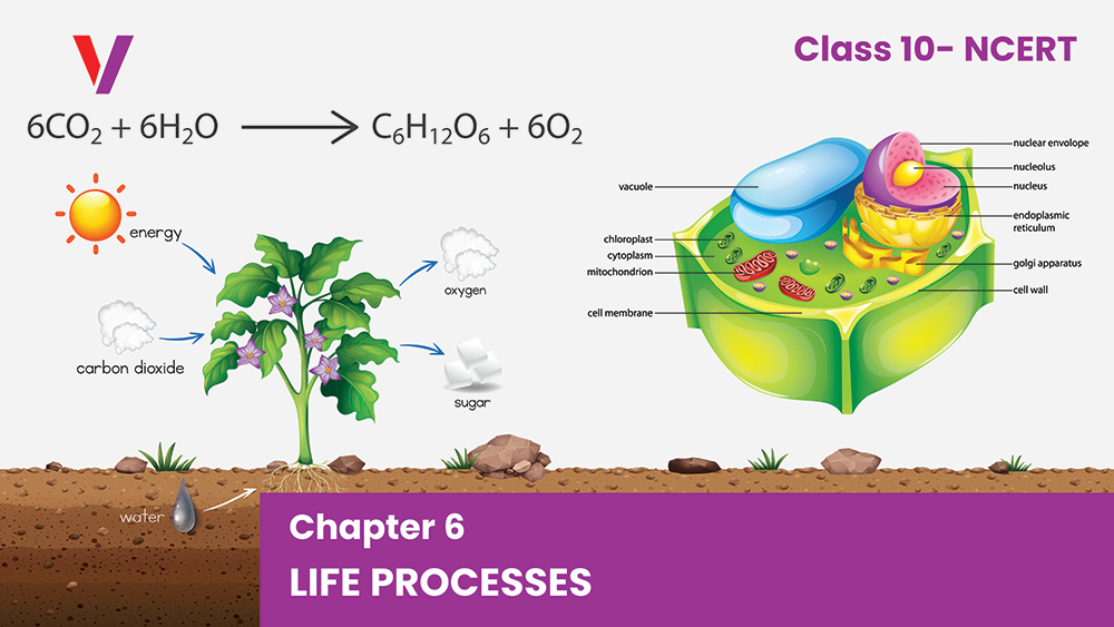 Chapter 6 Life Process - Class 10 NCERT-Vikrant Academy