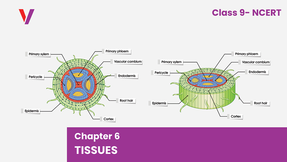 Chapter 6-tissues