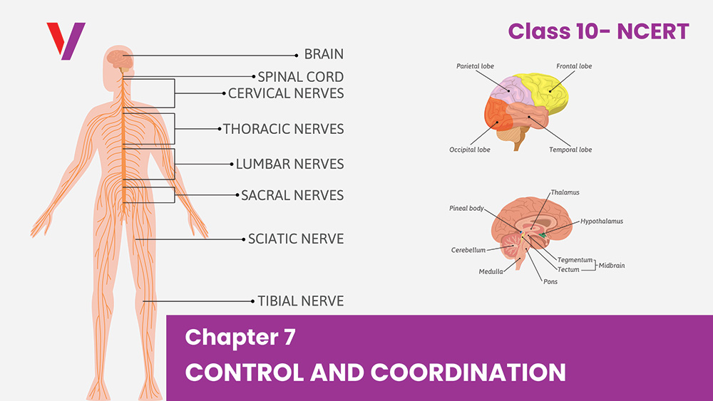 Chapter 7 Control and Coordination - Class 10 NCERT-Vikrant Academy