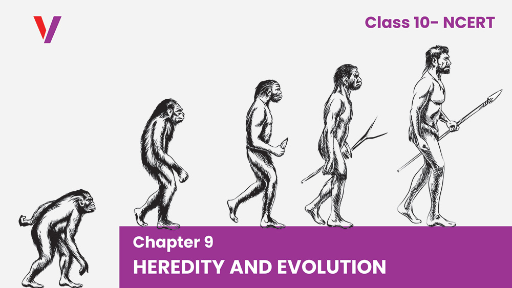 Chapter 9 Heredity and Evolution - Class 10 NCERT-Vikrant Academy